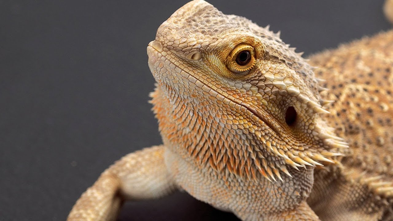 Types of Bearded Dragons - Top 5 Common Bearded Dragons