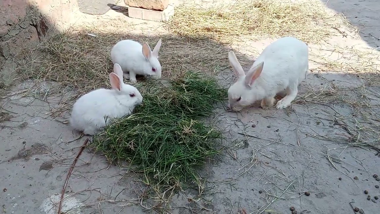 Morning vlog of my cute little bunny family vlog resting enjoying the grass 