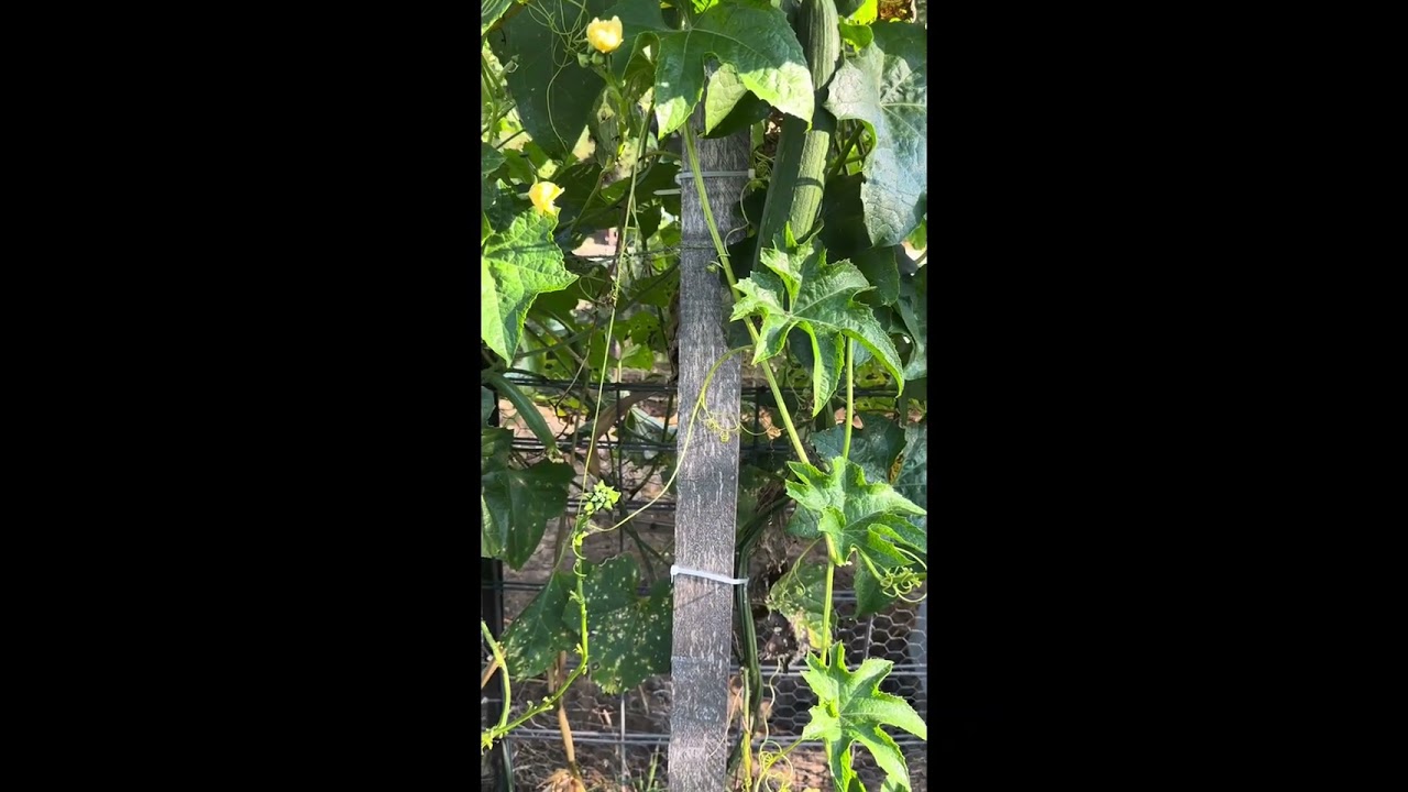 Fertile soil is the key to bear  plenty of fruits. 