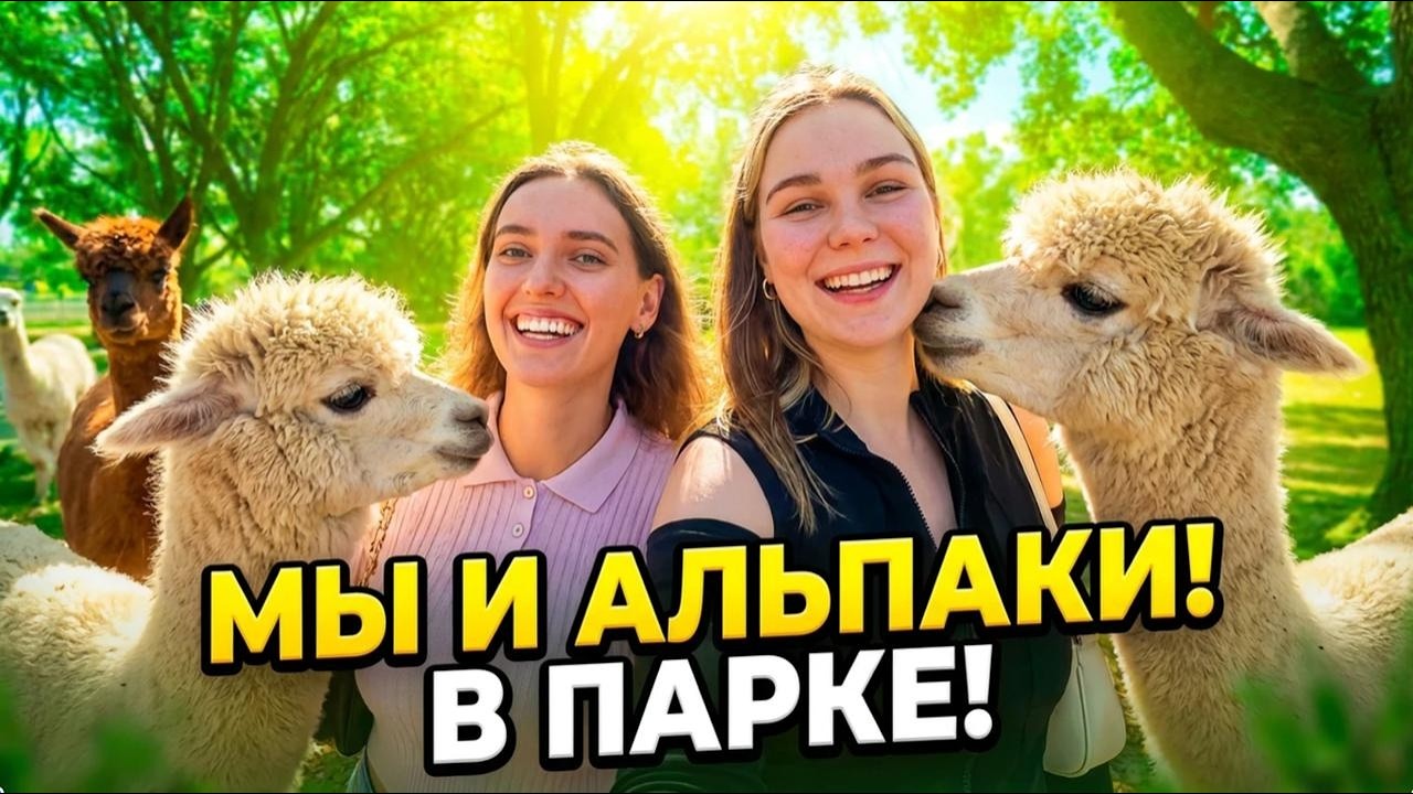 Один день во Флориде. Альпаки в Тампе и ланч с видом на океан.