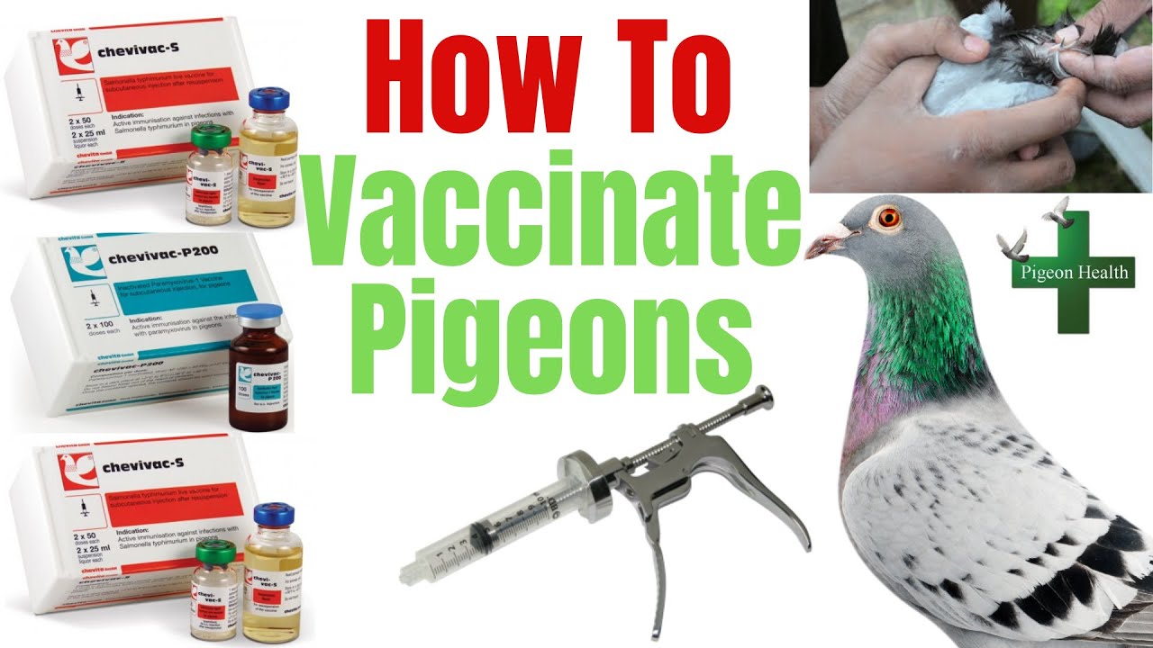 Pigeon Vaccination: How to Vaccinate Pigeons English Tipplers, Racing Pigeons, Show Pigeons Paramyxo