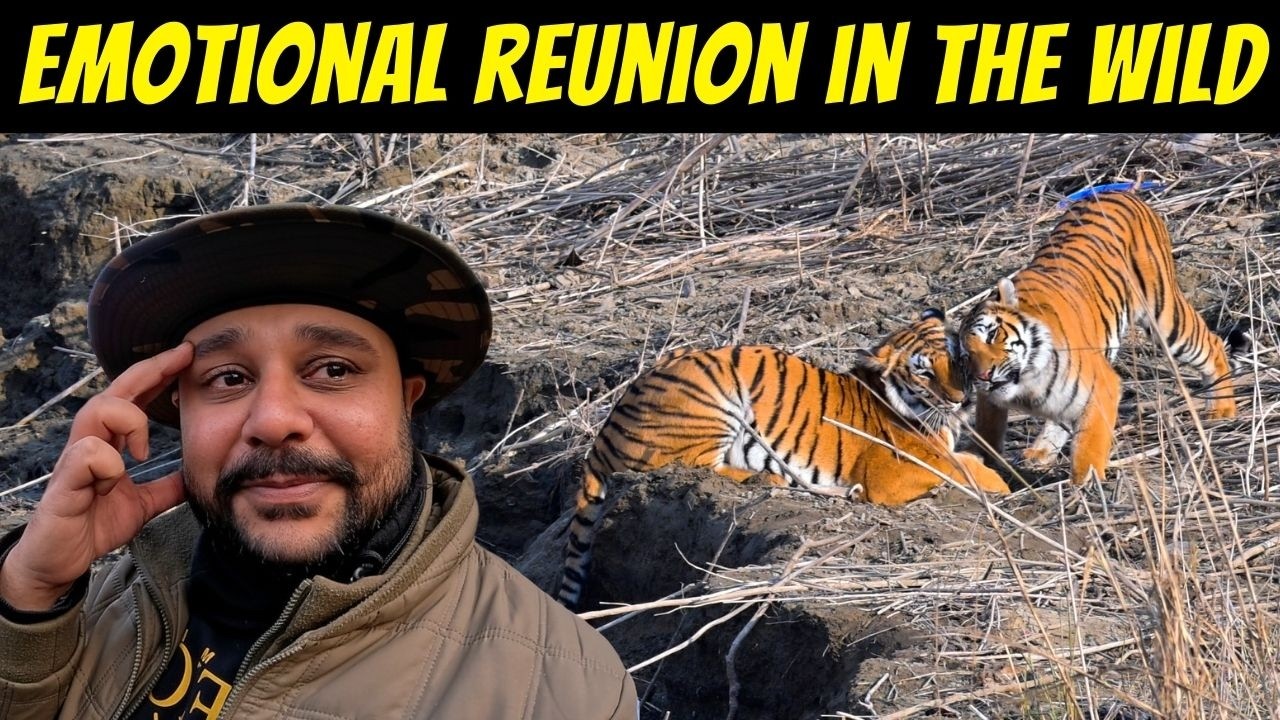 MOTHER TIGRESS REUNITES WITH DAUGHTER | HOW TO BOOK DHIKALA IN 2026 | ALL ABOUT DHIKALA JIM CORBETT