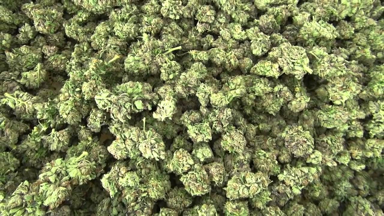 HOW TO HARVEST BIG MEDICAL MARIJUANA BUDS INDOORS, BY BROWN DIRT WARRIOR