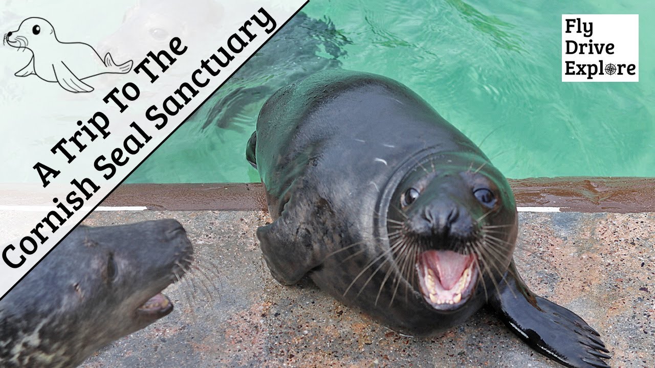 Breakfast With The Seals At The Cornish Seal Sanctuary