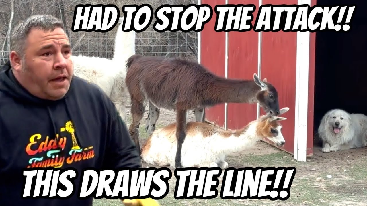 He Attacked Her During The Day. ￼The Animals Are Not Safe With Him!!