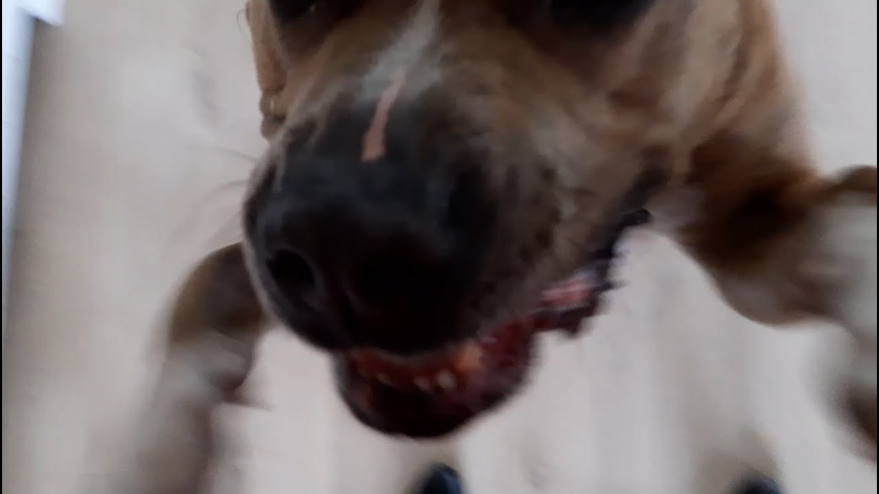 OVERENTHOUSIASTE HOND - HONDENCOACH LEIDY ZIJLSTRA