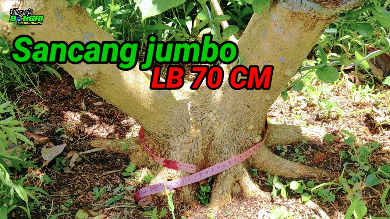 CEK DULU SEBELUM DONGKEL SANCANG
