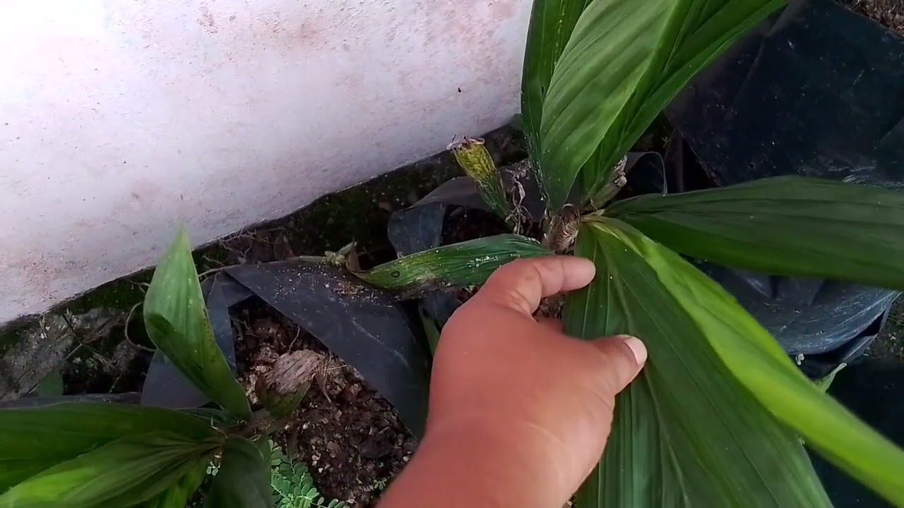 Ciri-ciri bibit Kelapa Sawit PPKS 540 AFKIR umur 7 bulan ⛔⛔⛔