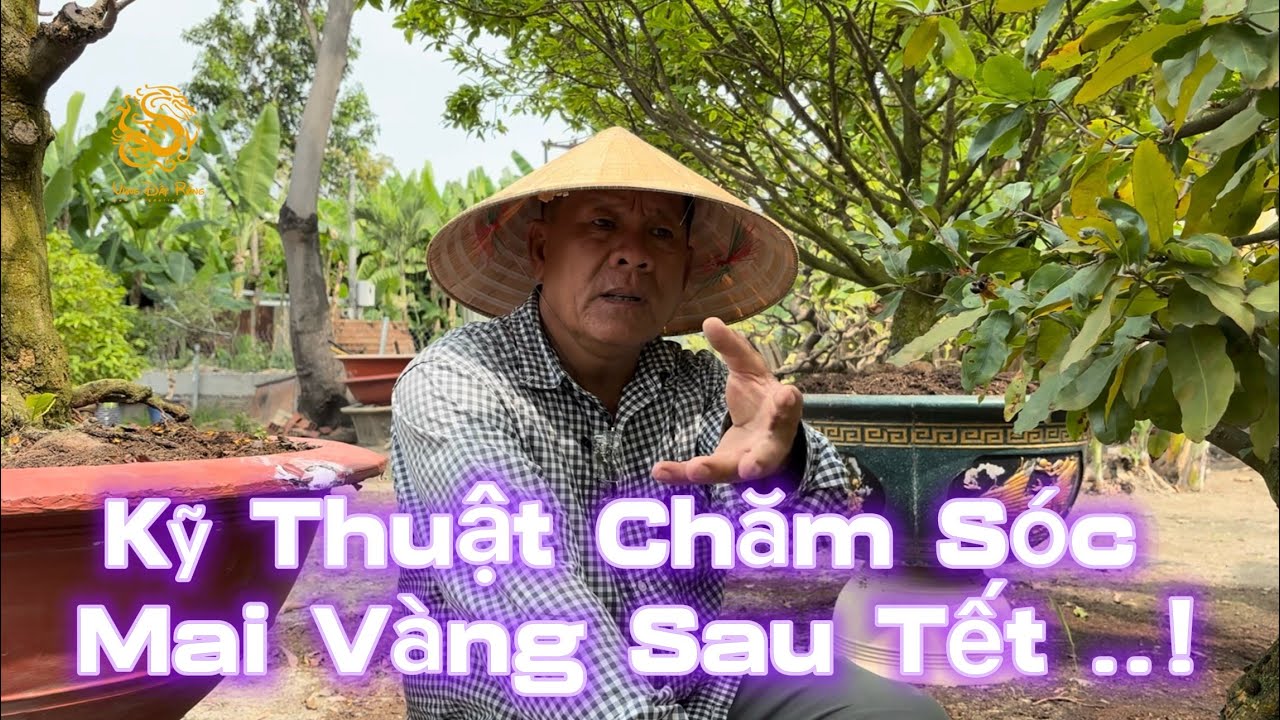 🐉Anh Út Đực hướng dẫn kỷ thuật chăm sóc Mai Vàng sau Tết|Vùng Đất Rồng 