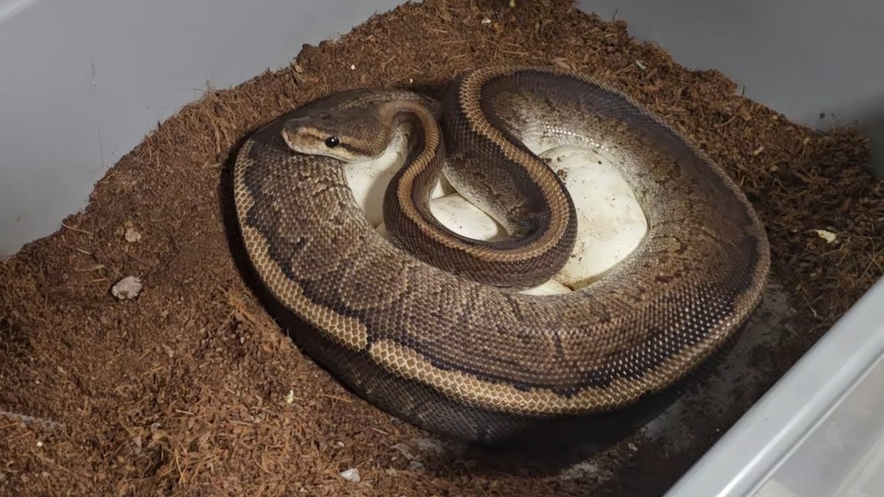 Chocolate Pinstripe Ball Python