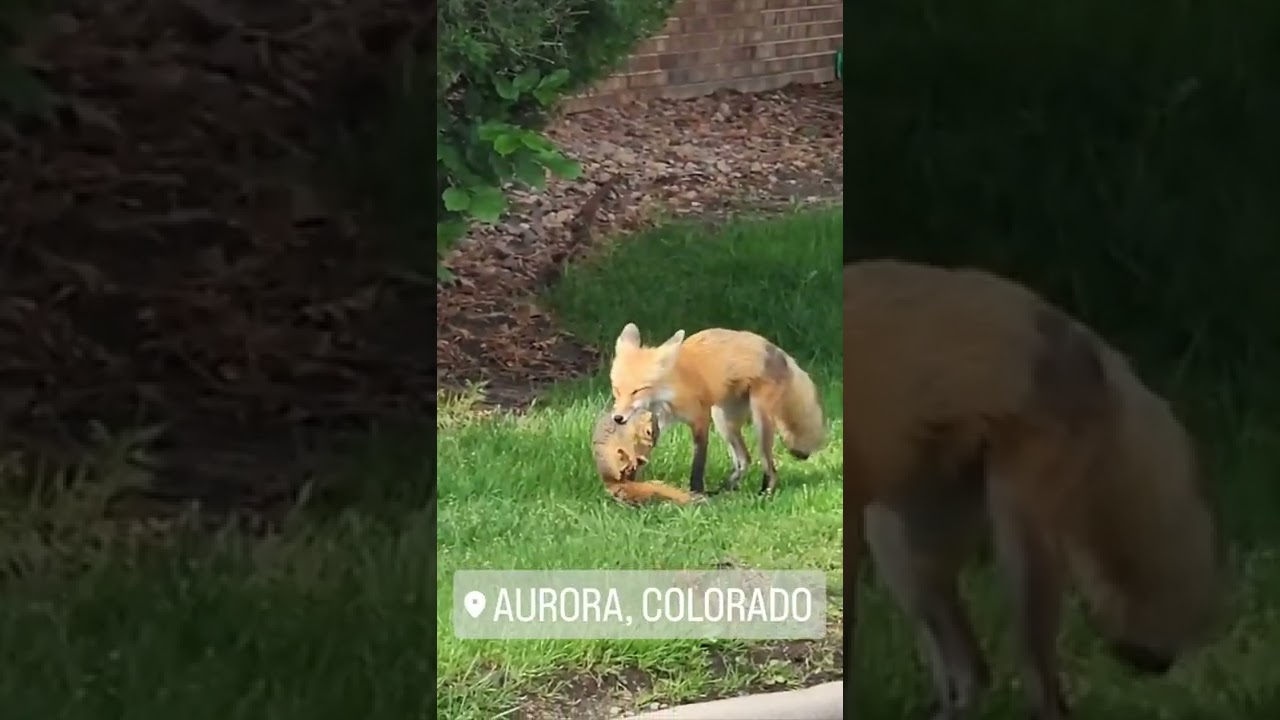 Fox catch squirrel(4)