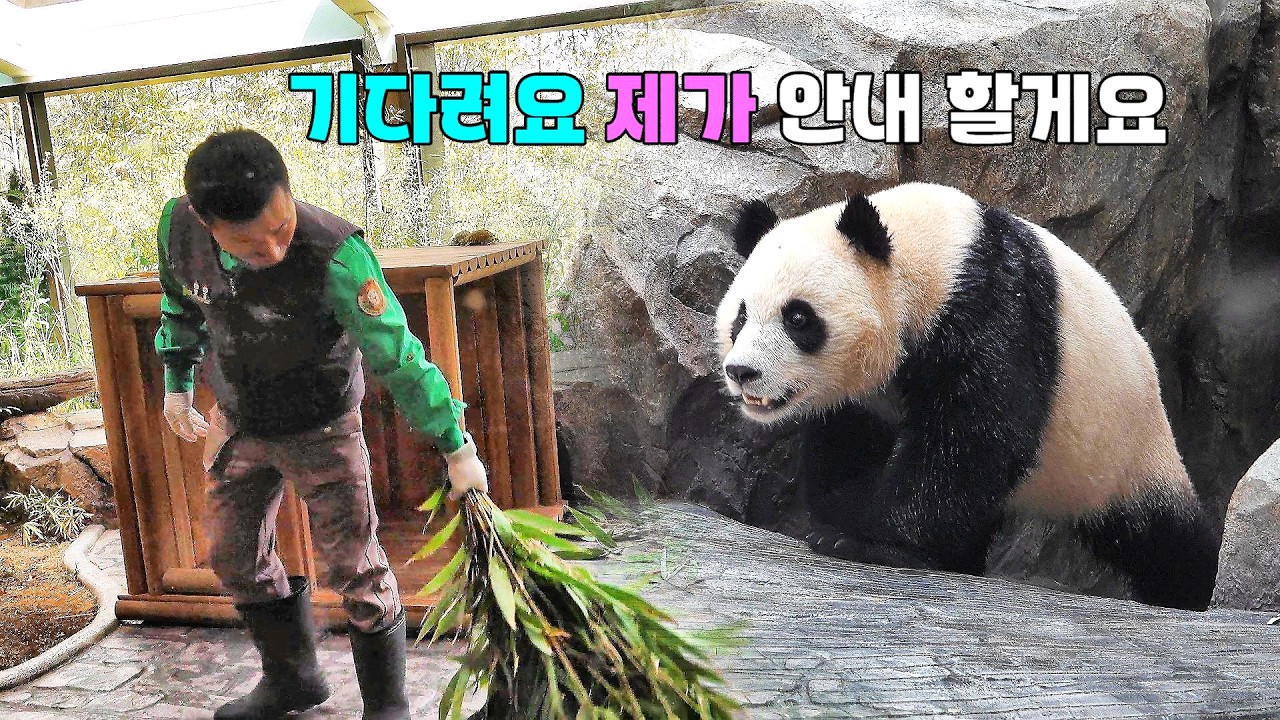 할부지 잠깐만요 루이바오 후이바오 지금 마중나갑니다