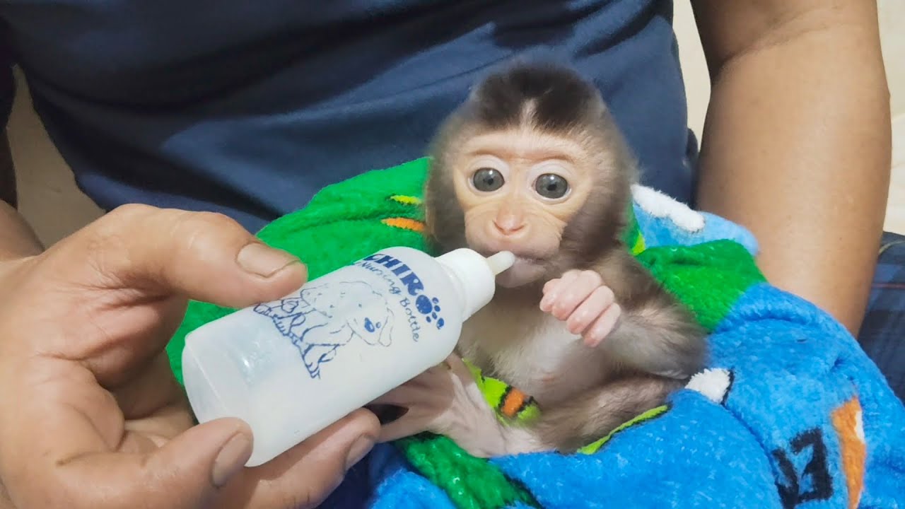 This poor baby monkey is drinking bottle milk pretty well.