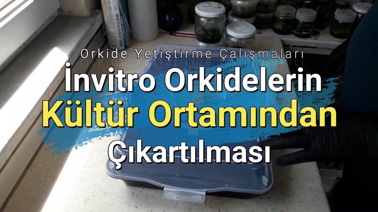In Vitro Orkidelerin Kültür Ortamından Çıkartılması