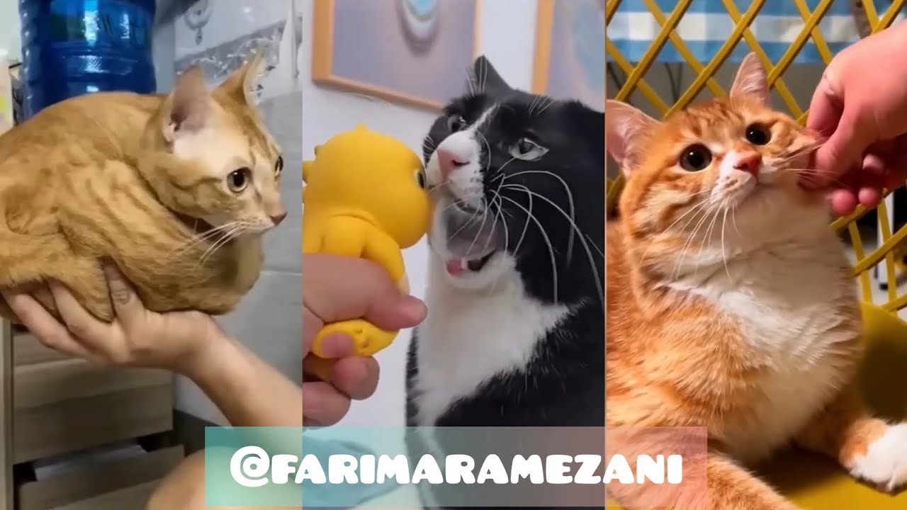 Funny cats video|The best video of cats|part27