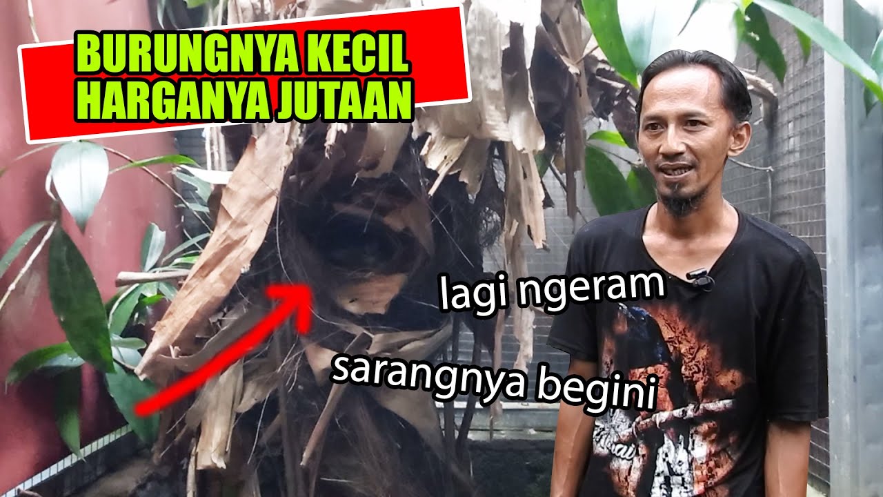 PIONEER SUKSES TERNAK BURUNG WAMBI MINI DI PENANGKARAN, SI BURUNG KECIL HARGA JUTAAN - PROSPEK CERAH
