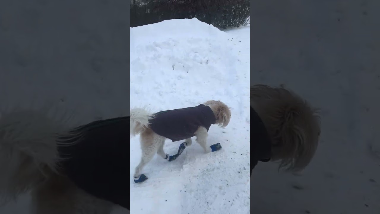 Walk With Willow 1976 A Winter Walk With My Senior Dog, No Talking