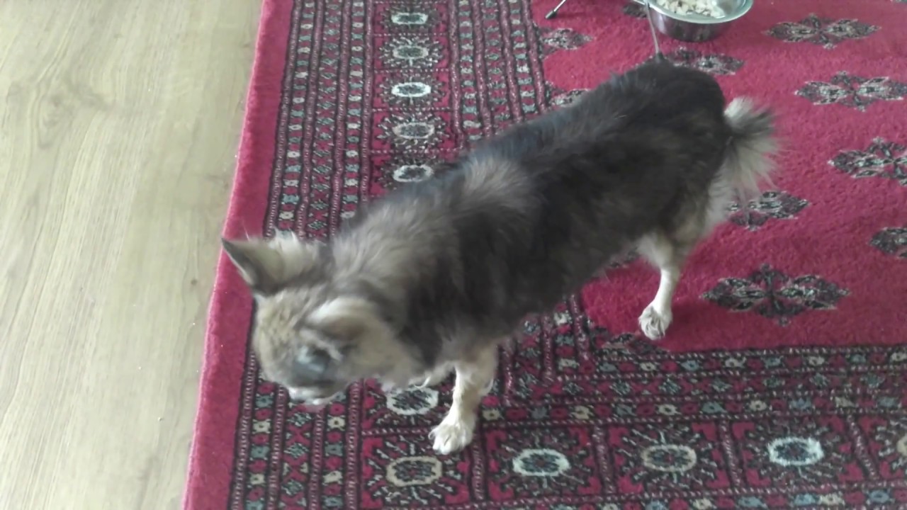 Angery chihuahua