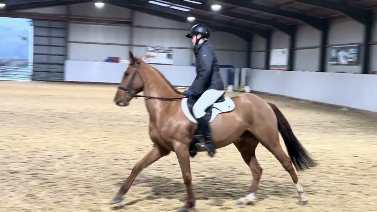 NSEA January 2026 pop up dressage - class 3 - prelim 2 (2024) -Lily on Ridge Cross Lad