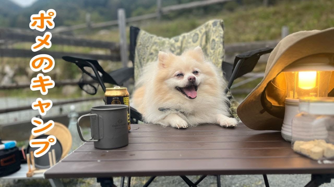 【犬とキャンプ】山梨県7inch campでポメのムツオとキャンプ。柵に囲まれたドッグフリーサイトでのんびり過ごす。秋の終わりの匂いの香る、まったりとした穏やかな時間。。【山梨編】