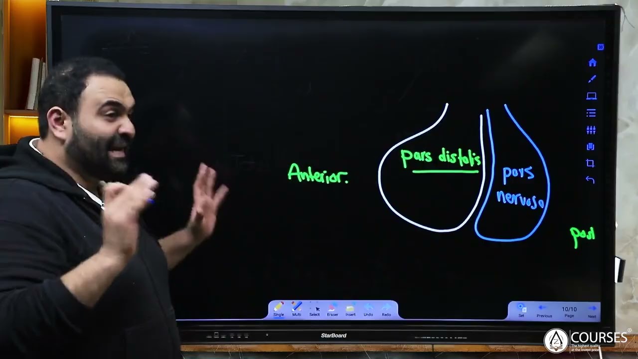 Histology Endocrine lecture 1 pitutary and pineal body