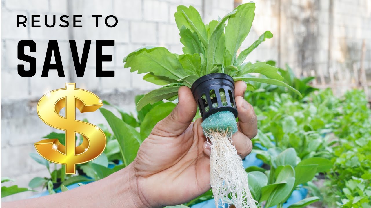 Reduce Waste and Save Money: Cleaning & Reusing Kratky Hydroponic Components