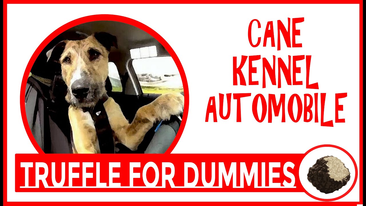 Trasportare il CANE  in AUTO abituandolo al KENNEL