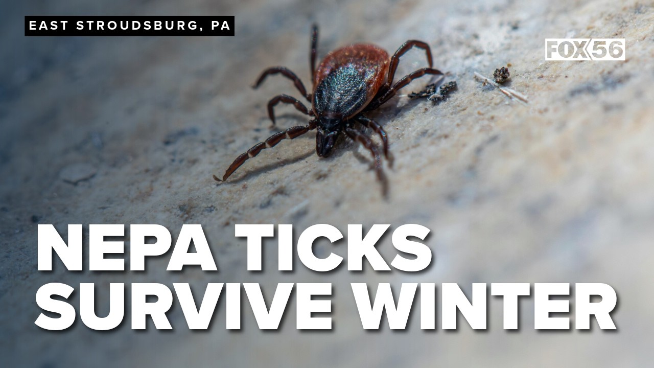 NEPA ticks survive winter, experts say risk grows as temperatures rise