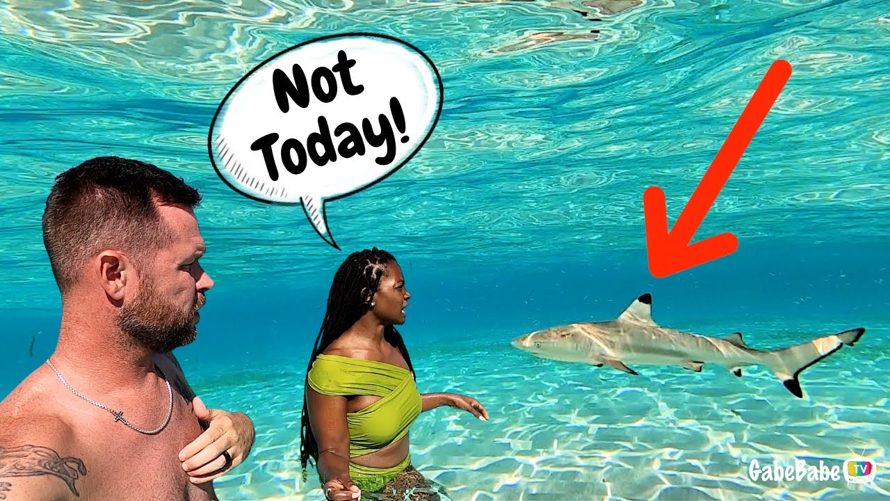 SWIMMING WITH SHARKS 😳