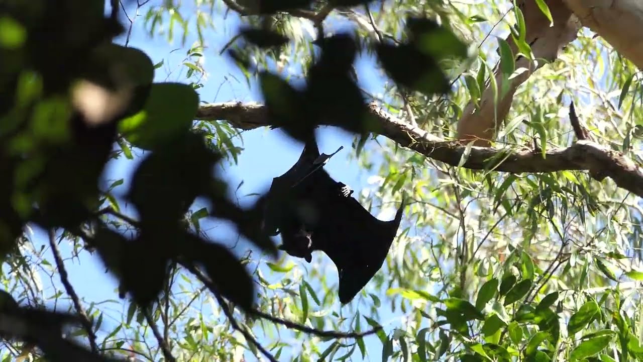 Black Flying Fox (Pteropus alecto) - Magnetic Island, 10 April 2023
