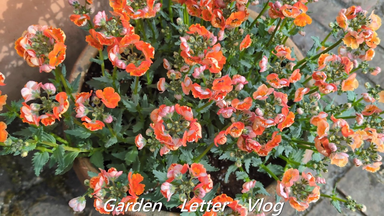 Garden Letter Vlog＃15　春の準備　DIY劣化したフェンスの取替　宿根草280株　1年草230株の植栽