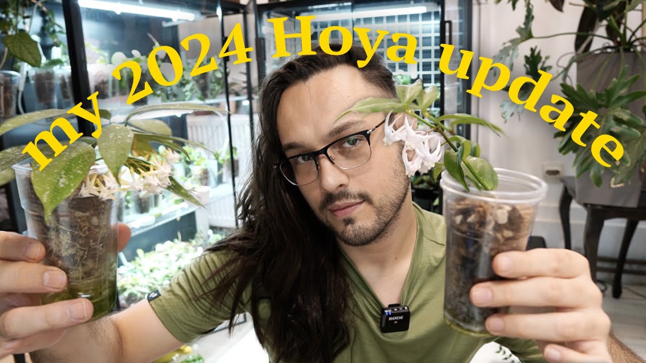 my 2024 Hoyas | growth update & some ALREADY bloomed?! + problematic plants