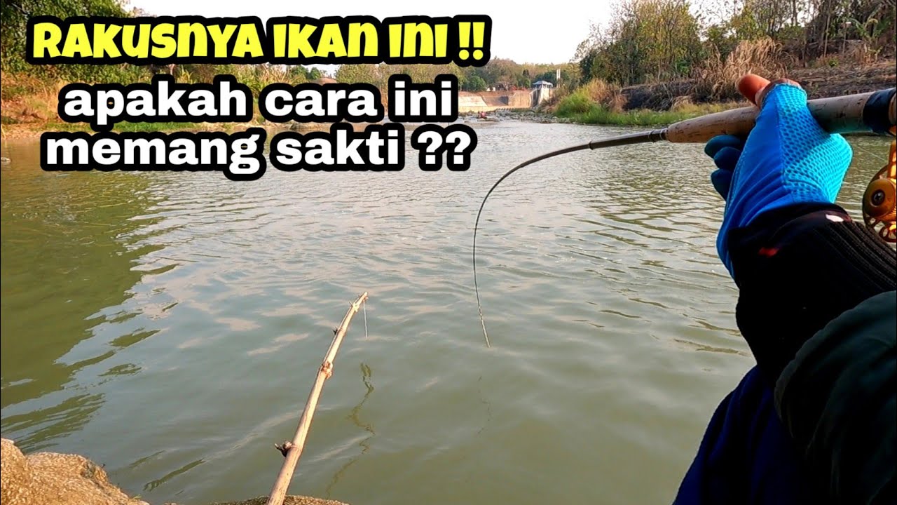 mancing tawes liar tehnik nutul ikan jadi rakus