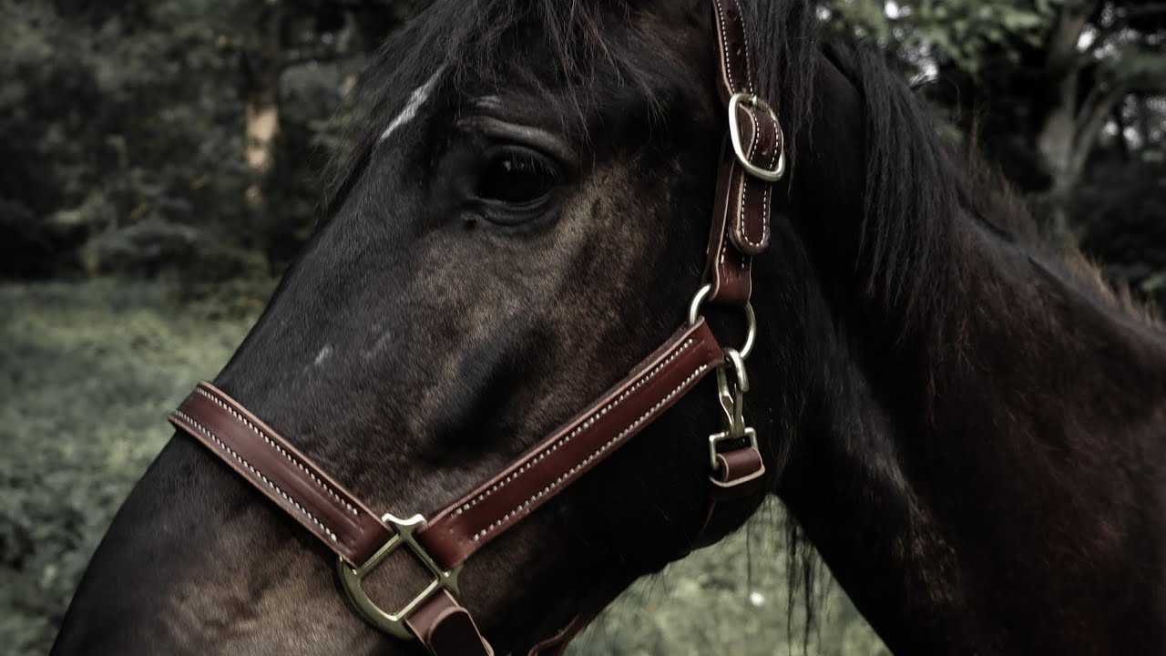 What goes into making our premium halters!!!???