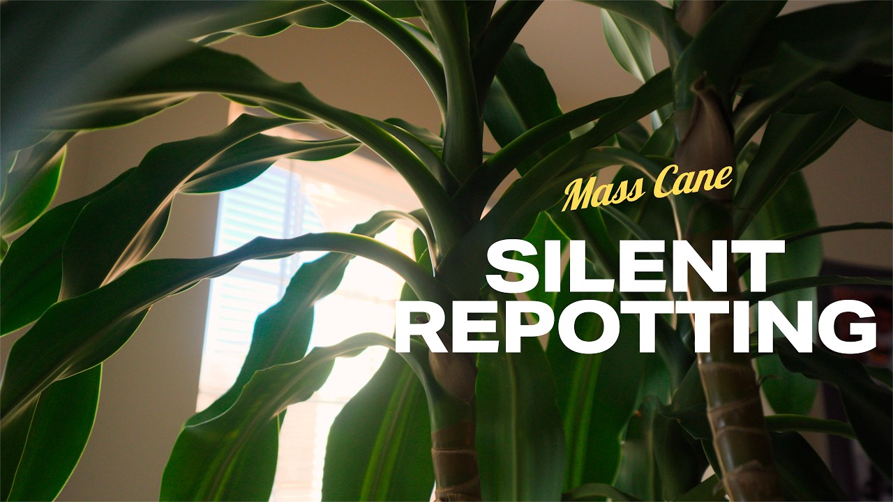 Silent Plant Repotting! | Mass Cane (Shot on Sony a6700)