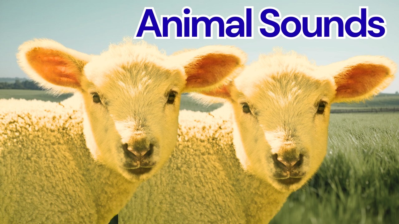 Cute Animal Sounds for Toddlers 🦆 |  Farm Animal Sounds | Goose, Duck, Cow, Sheep, Goat, Horse