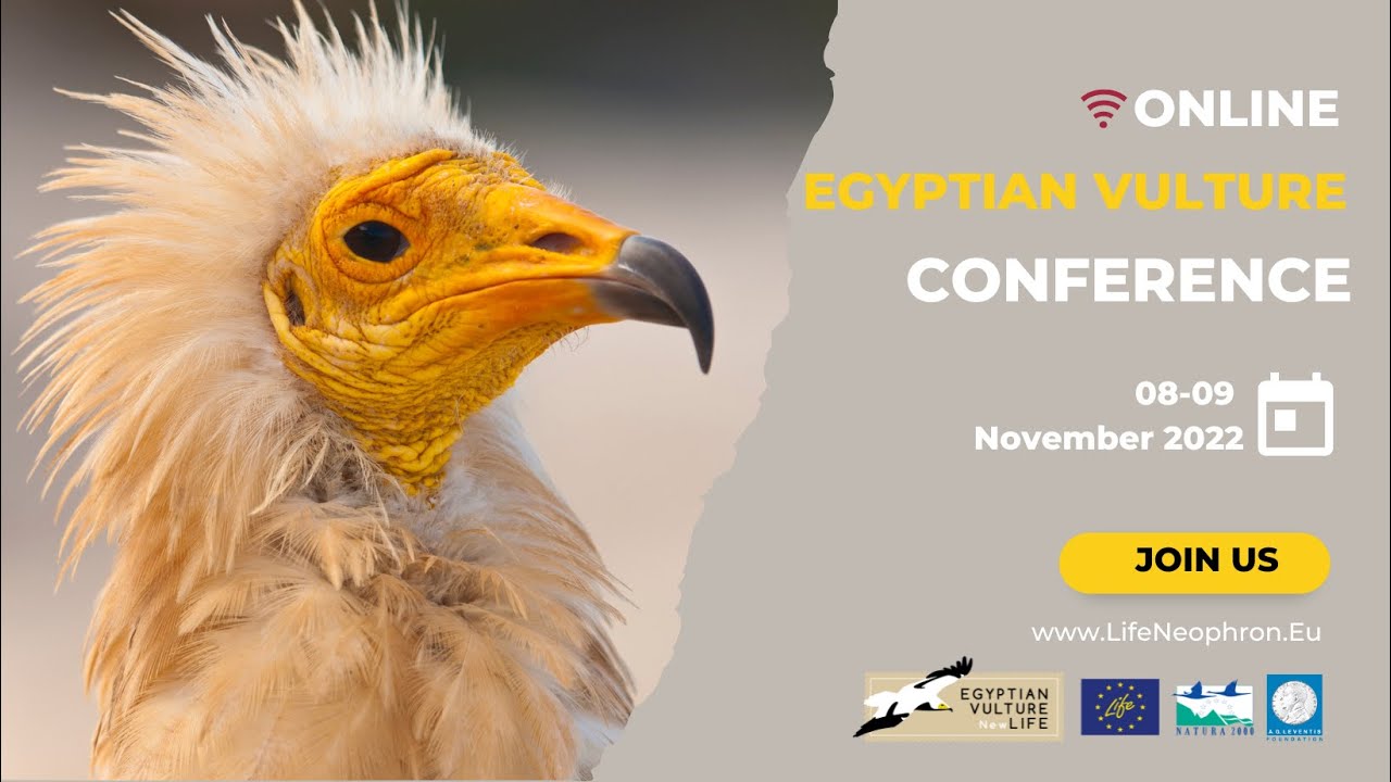 Online Global Egyptian vulture conference 2022: Innovation