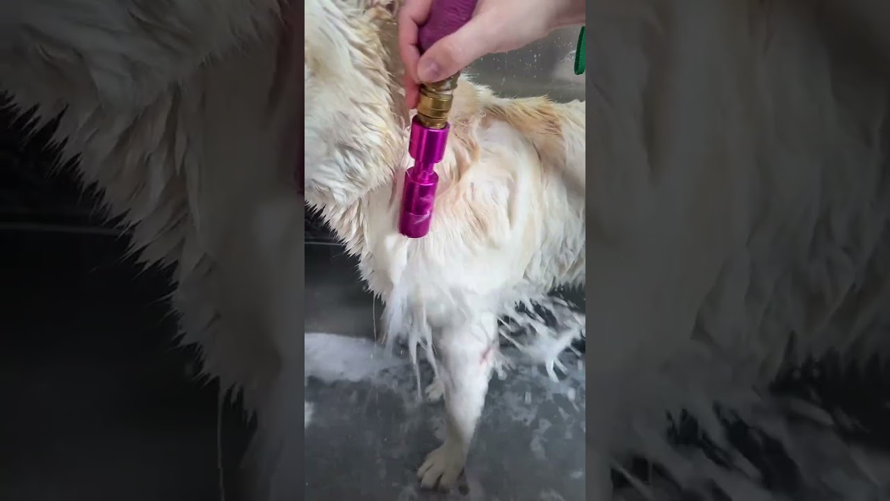 Melting some husky fur 🫠 
