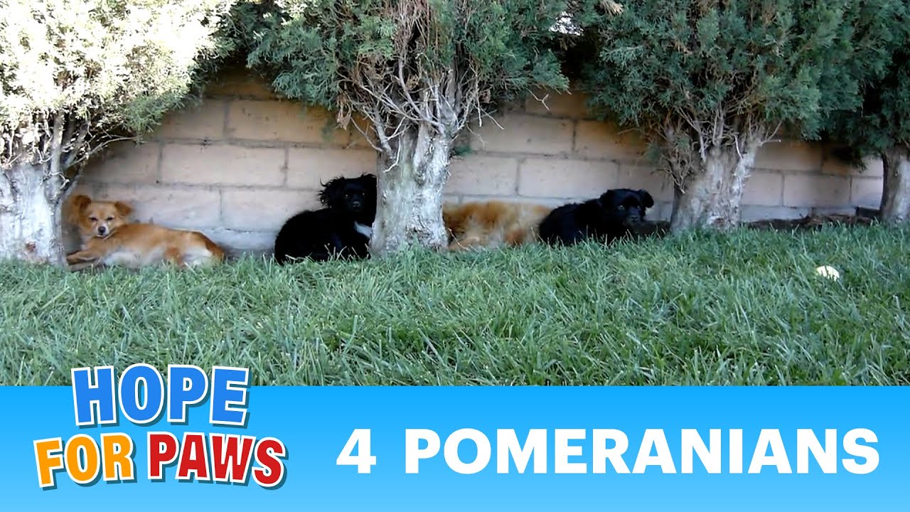 Rescuing 4 Pomeranians that were dumped on the streets. (By Eldad Hagar) #dogs