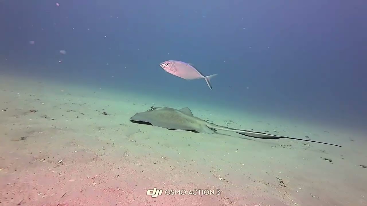 March 9, 2026 Diving Capt. Kirles & Lighthouse Reefs with Kyalami Divers Jupiter, Florida