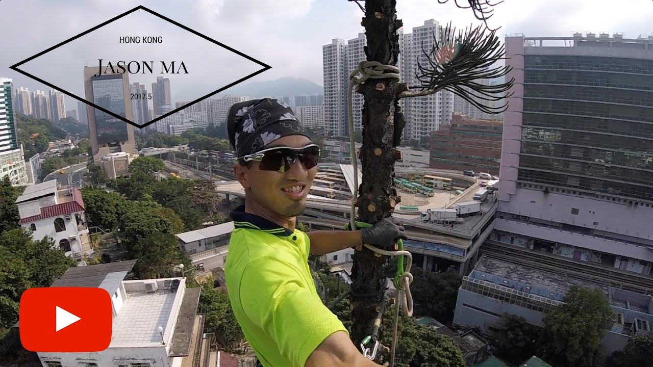 HongKong Tree work - Over 25m Araucaria Removal , Rigging - Hong Kong