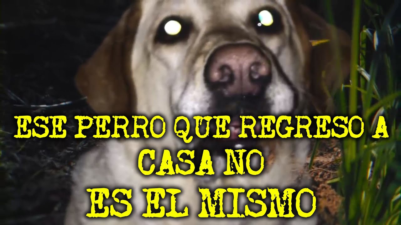 1 HORA DE HISTORIAS CON PERROS ACTUANDO COMO HUMANOS