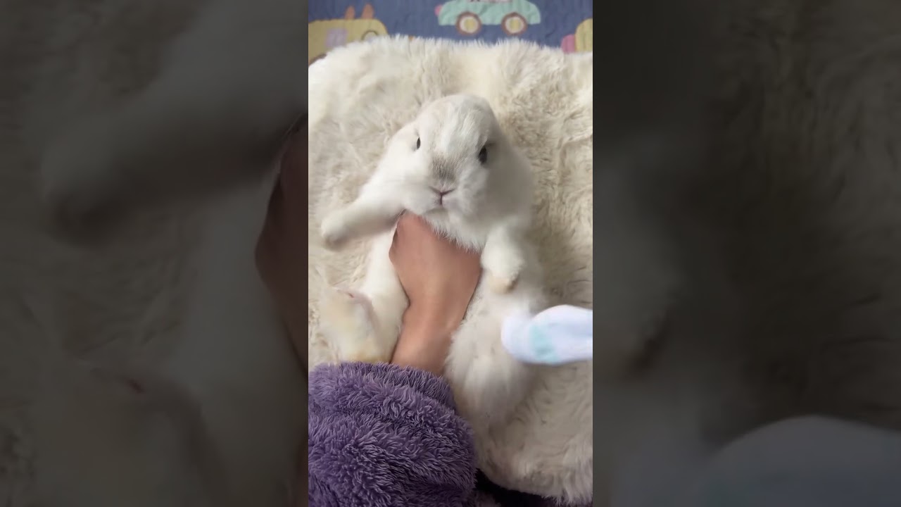 Some Adorable Rabbits 🐇 #rabbit #bunny #pets #animals #petcare #petvideos #fyp #shorts