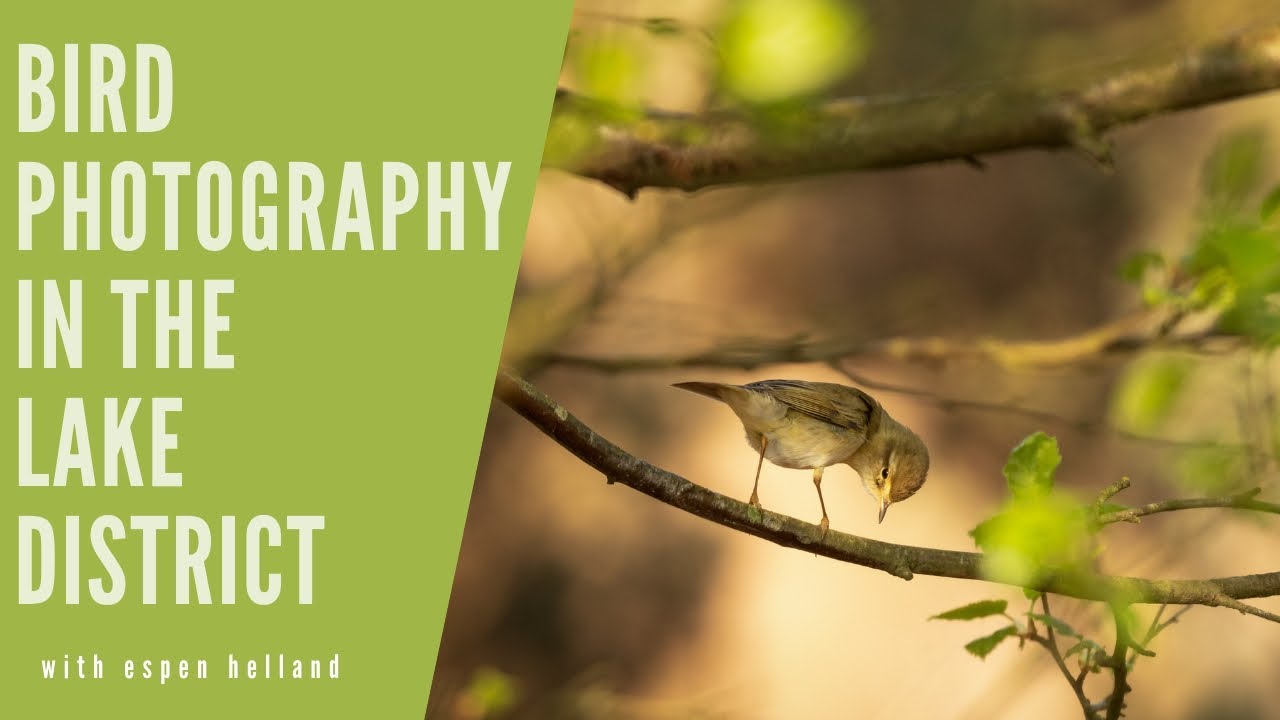 Bird Photography at Sunrise - in the Lake District