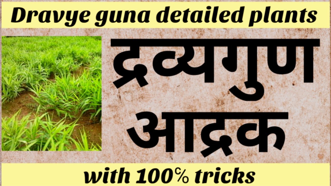 आद्रक- द्रव्य गुण Dravye guna detailed plants with 100% tricks notes pdf _Bams 2nd year