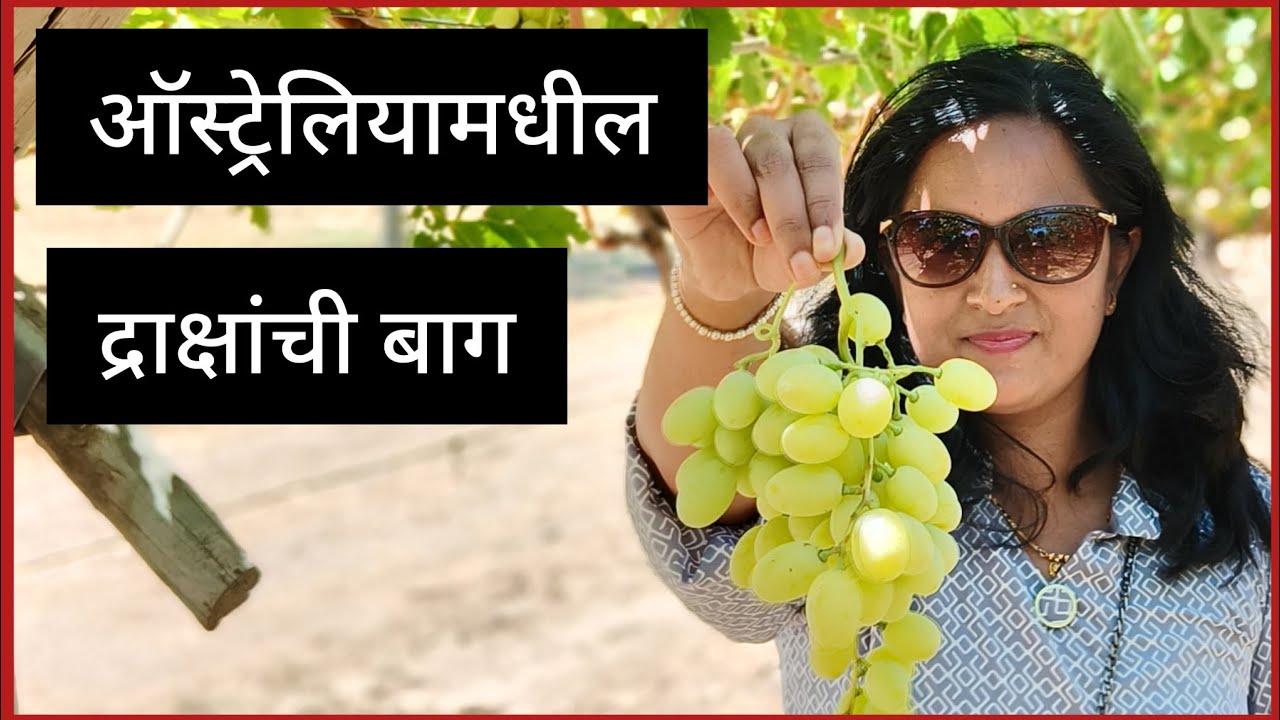 ऑस्ट्रेलियामधील द्राक्षांची बाग | Grapes Picking in Australia