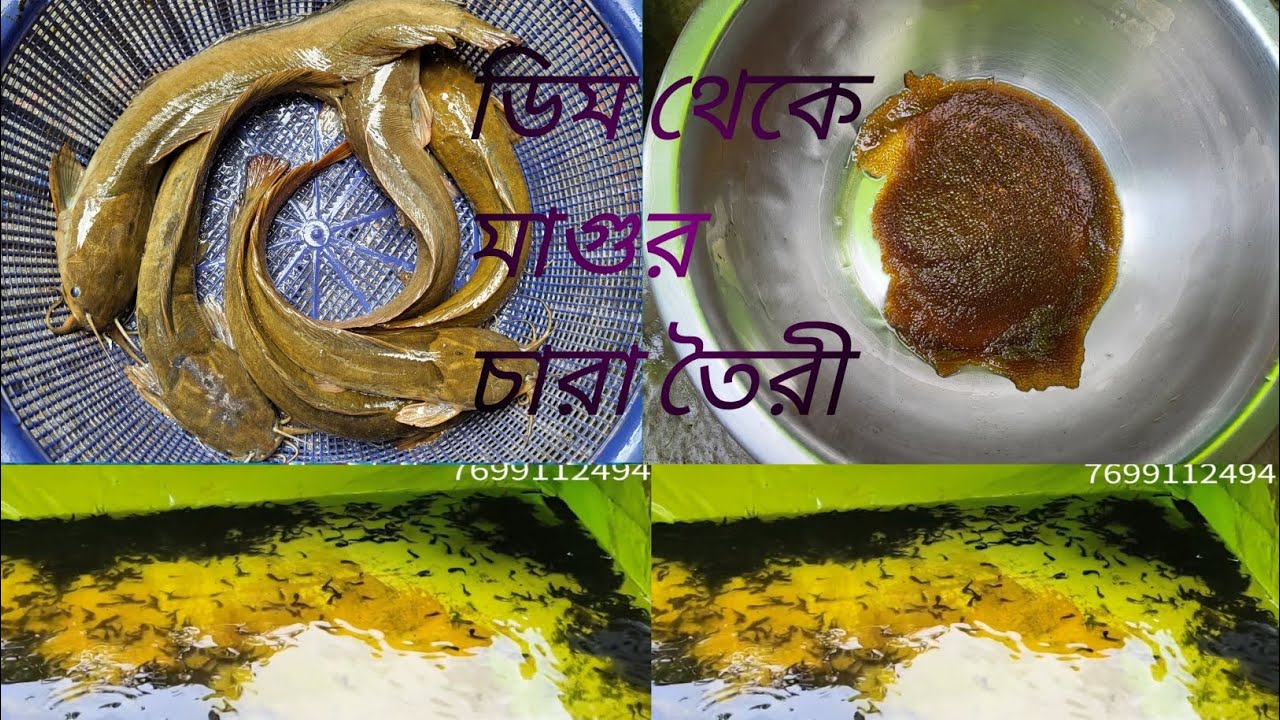 ডিম থেকে মাগুর চারা তৈরীর A to z তথ্য দিলাম আজ। আর কোনো ভিডিও দেখতে হবেনা