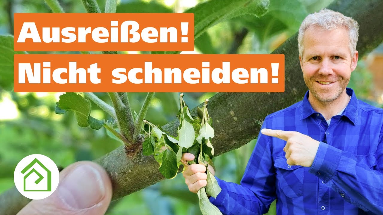 Wassertriebe entfernen: Juniriss an Obstb&auml;umen|Obstbaumpflege