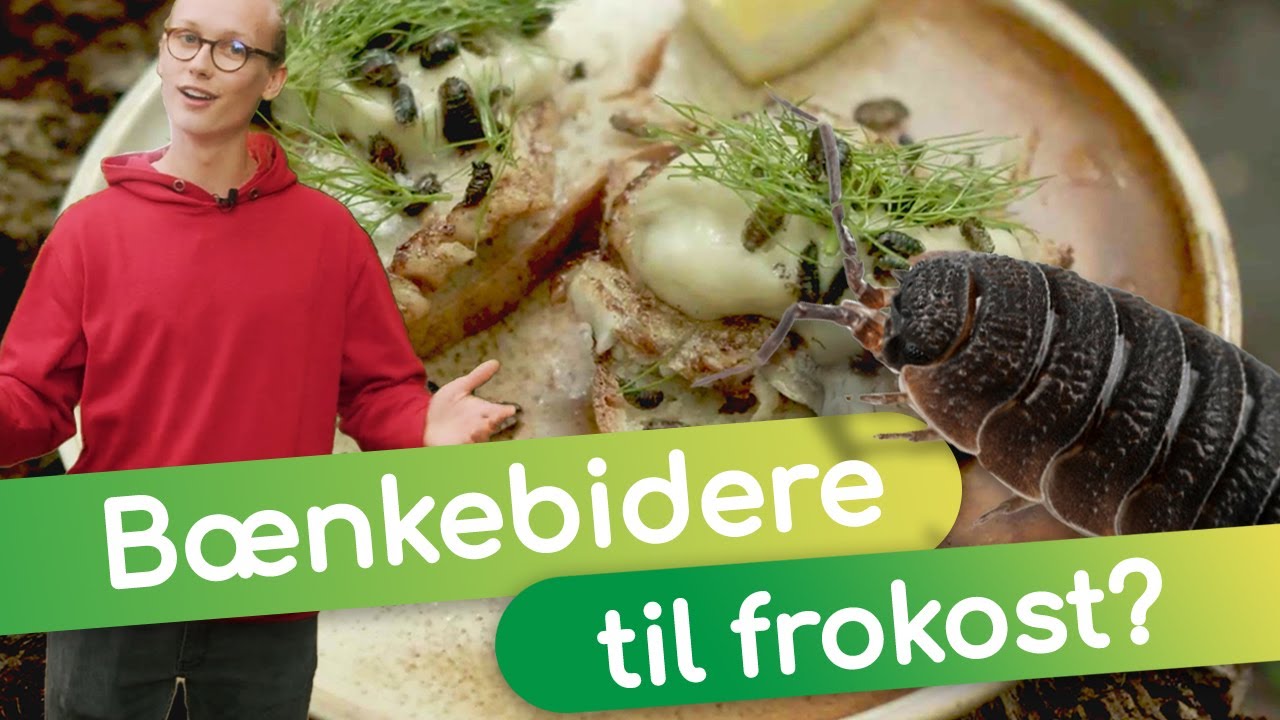 Mums! Bænkebidere til frokost?  ft. Johannes Matzen I  Mad med naturtalenter  I  MadMagi