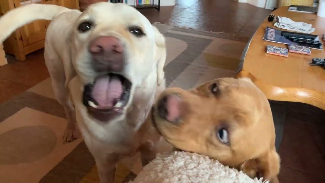 FLASHBACK FRIDAY: Labrador Cedar and his Girlfriend, Greta, Play and Play #labrador #puppies